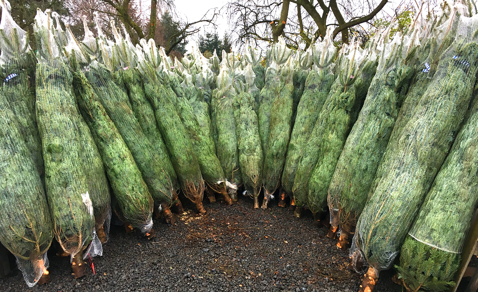 christbaumwelt_lieferung