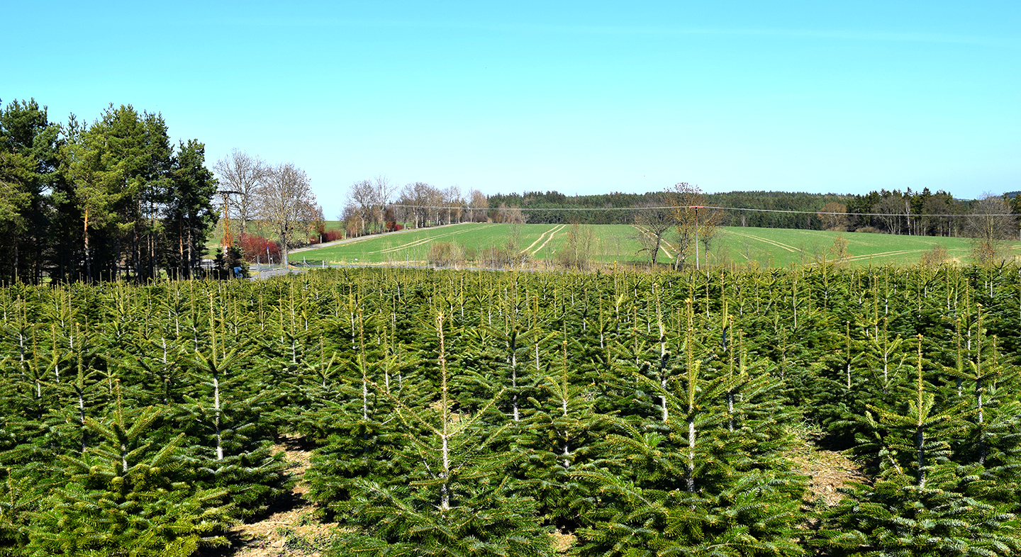 christbaumwelt_plantage