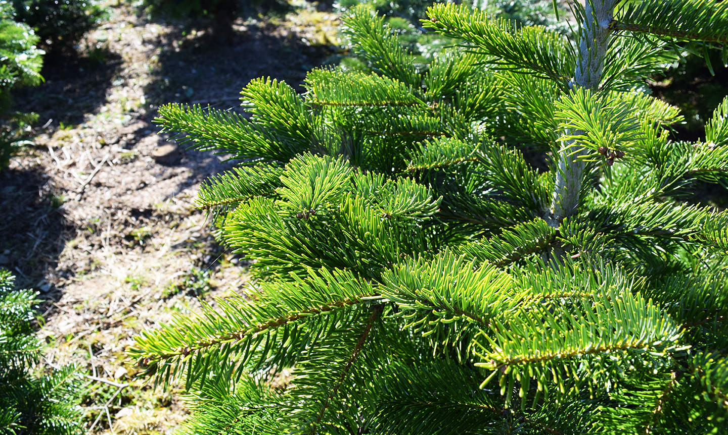 christbaumwelt_qualitaet